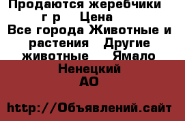 Продаются жеребчики 14,15 16 г.р  › Цена ­ 177 000 - Все города Животные и растения » Другие животные   . Ямало-Ненецкий АО